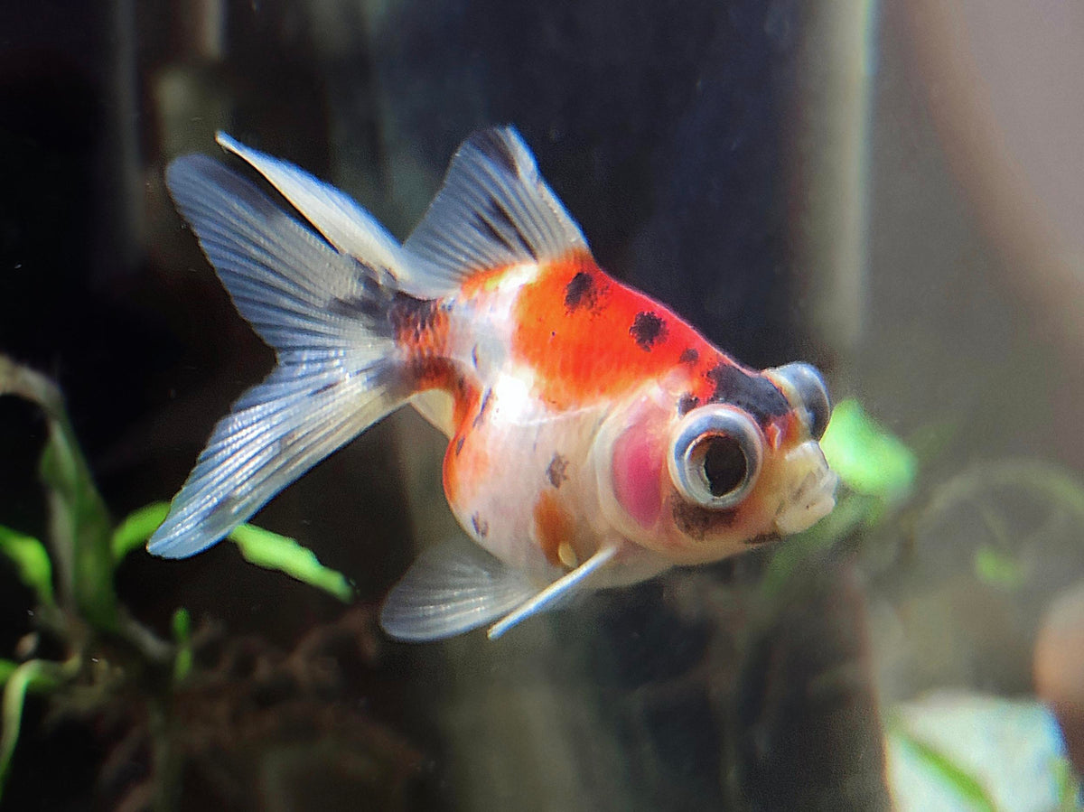 Calico Telescopic