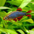 Celestial Pearl Danio
