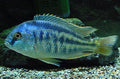 Chilotilapia Rhodesii Tanzania