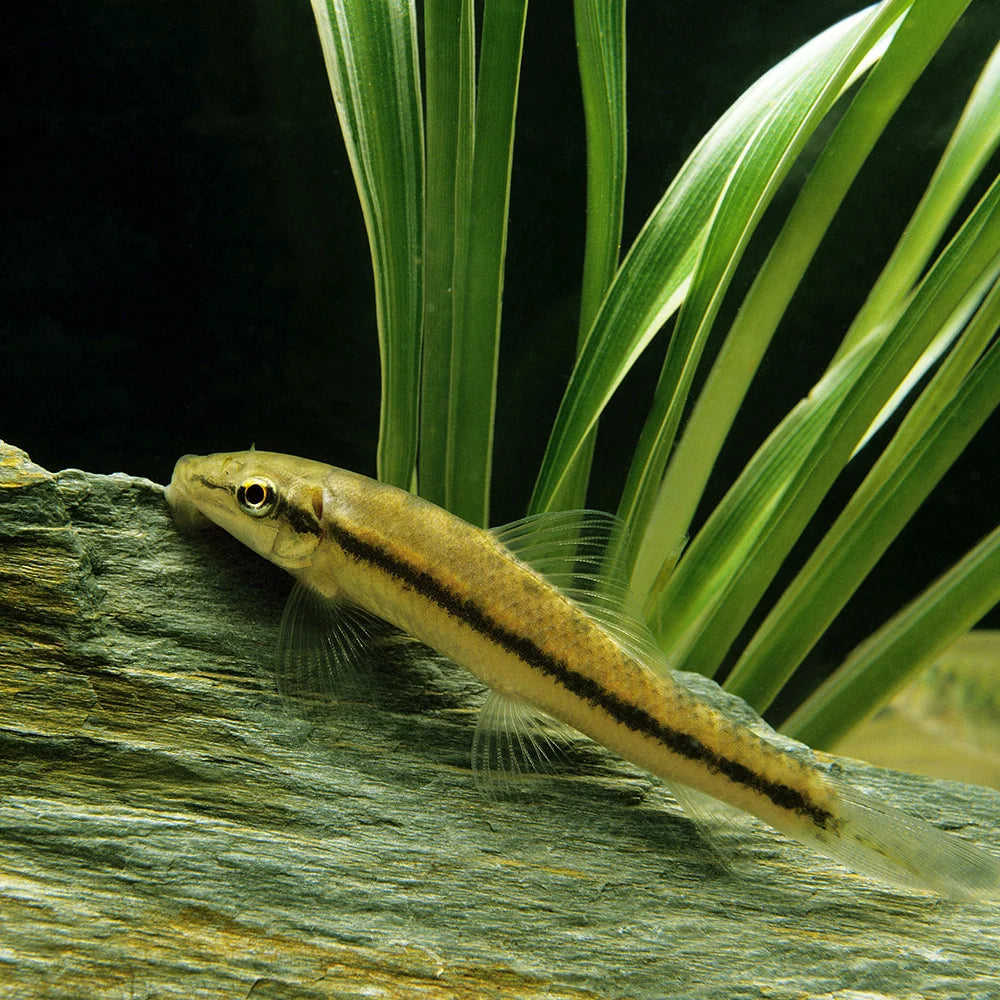 Chinese Algae Eaters