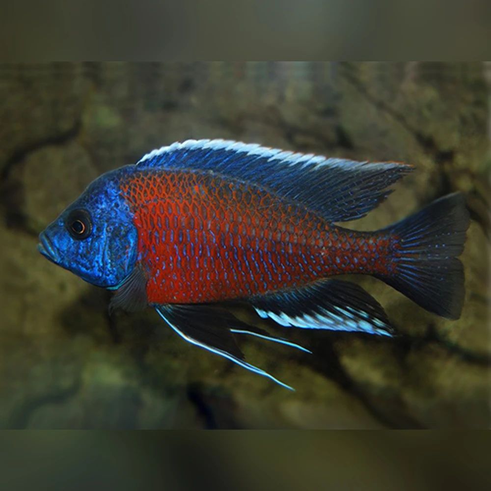 Copadichromis Kadango