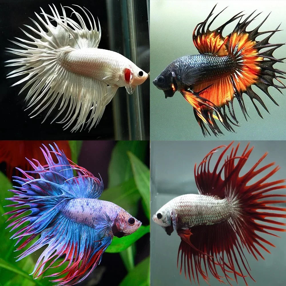 Crowntail Bettas MALES assorted