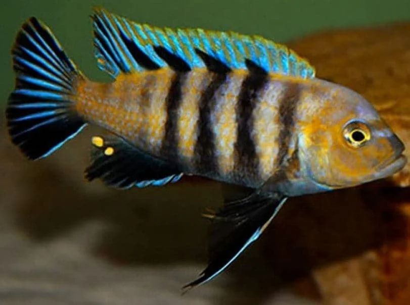 Cynotilapia Afra Lion's Cove