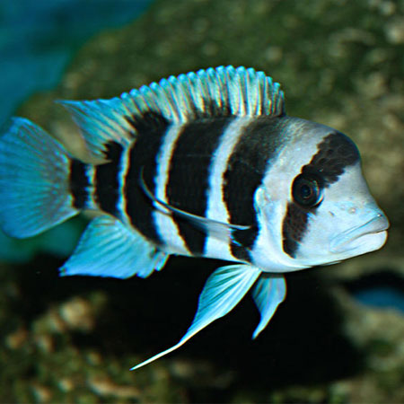 Cyphotilapia Frontosa