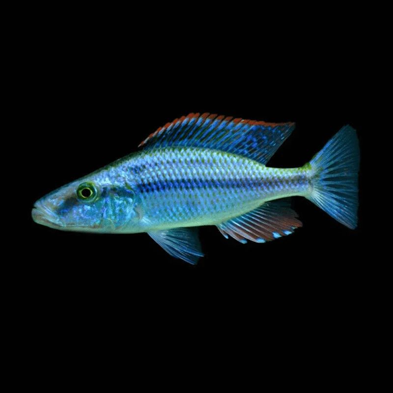Dimidiochromis Compressiceps OB