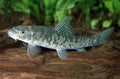 Garra Rufa