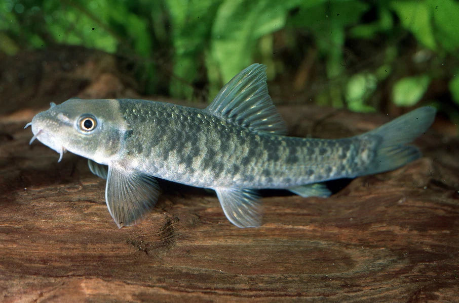 Garra Rufa