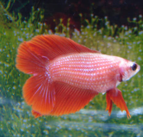Double Tail Bettas FEMALES