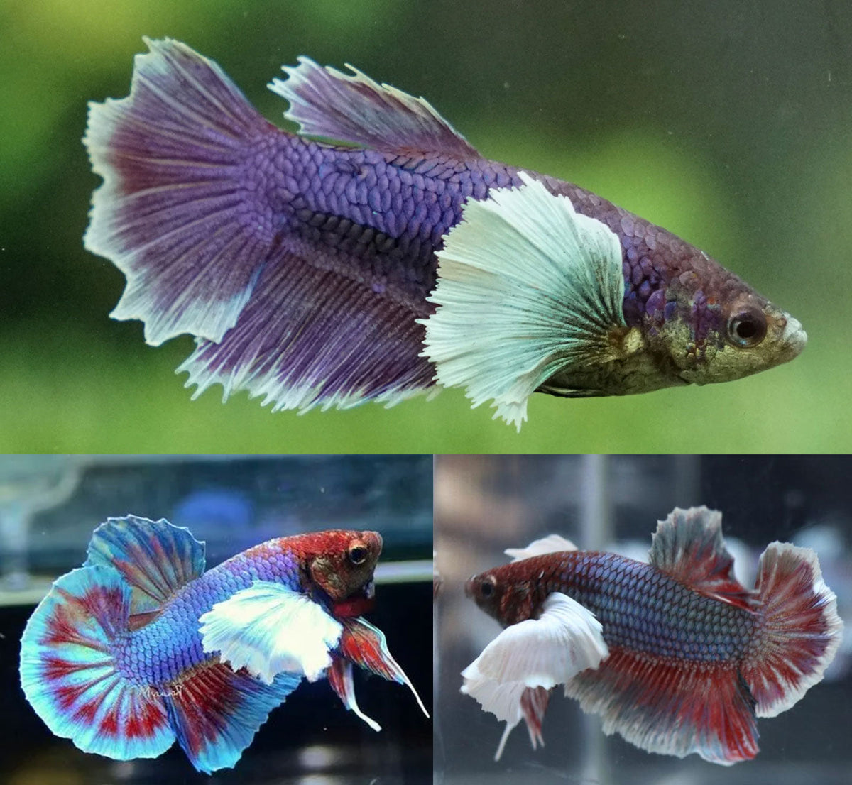 Plakat Elephant Ear Bettas MALES
