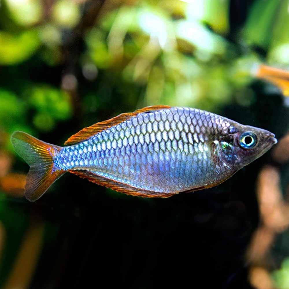 Dwarf Neon Rainbow Fish
