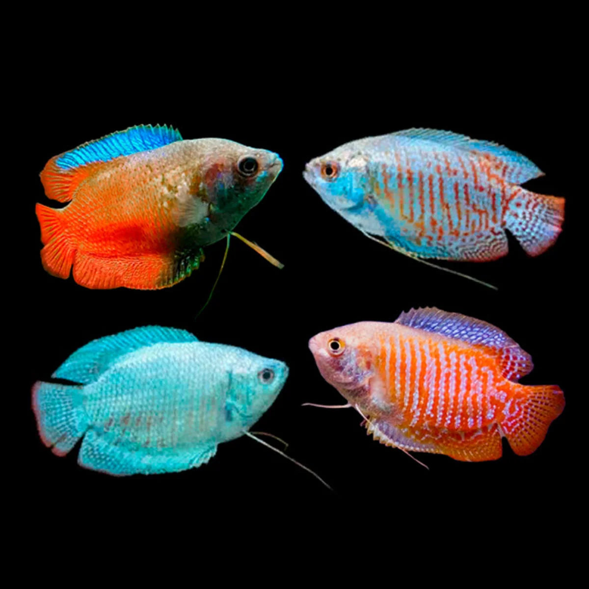 Dwarf Gourami ass