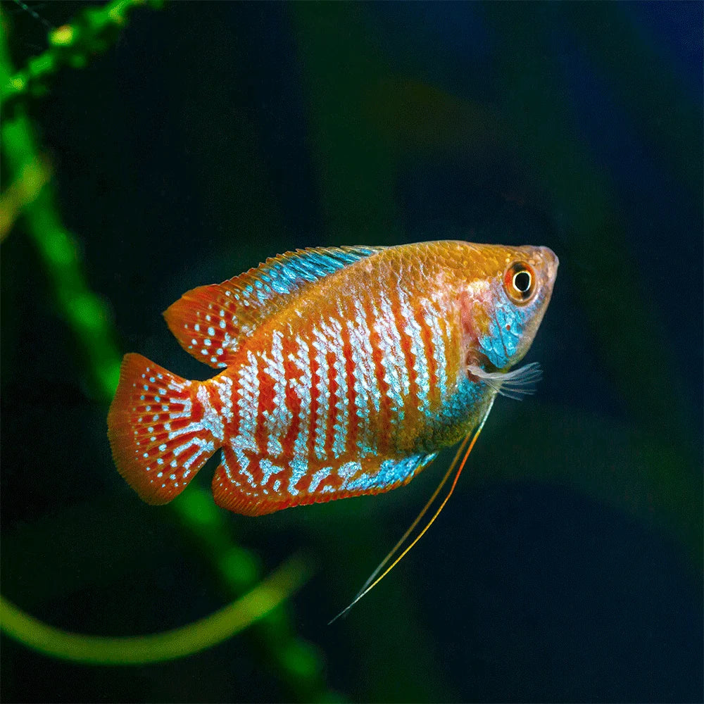 Dwarf Gourami pairs