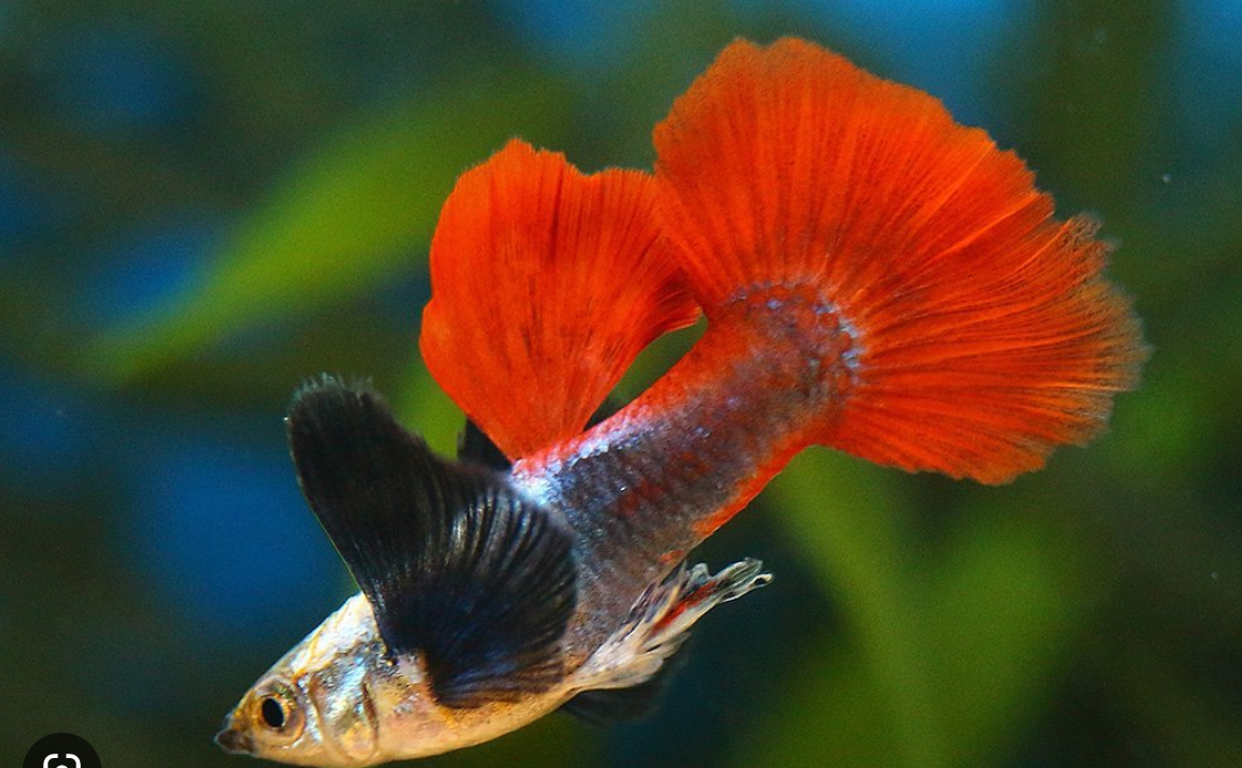 Elephant Ear Guppy MALES