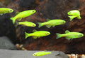 Flourescent Danio - Emerald Green