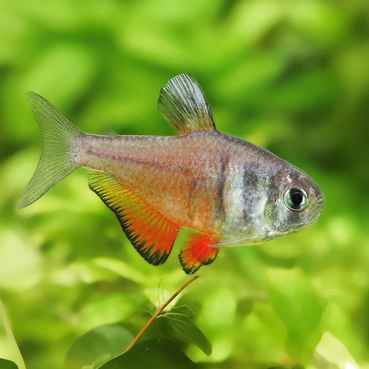 Flame Tetra