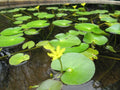 Floating Tank Lily