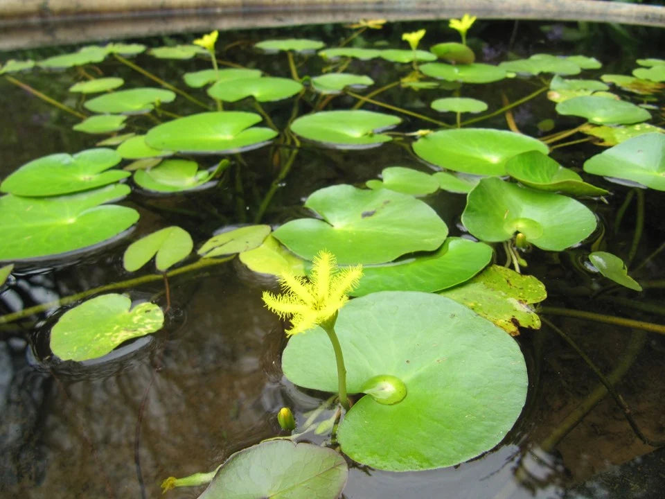 Floating Tank Lily