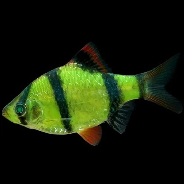 Fluorescent Green Tiger Barb