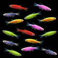 Flourescent Danio - Assorted