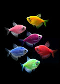 Fluorescent Widow Tetras - assorted colours