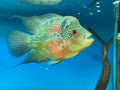 Flowerhorn Cichlid