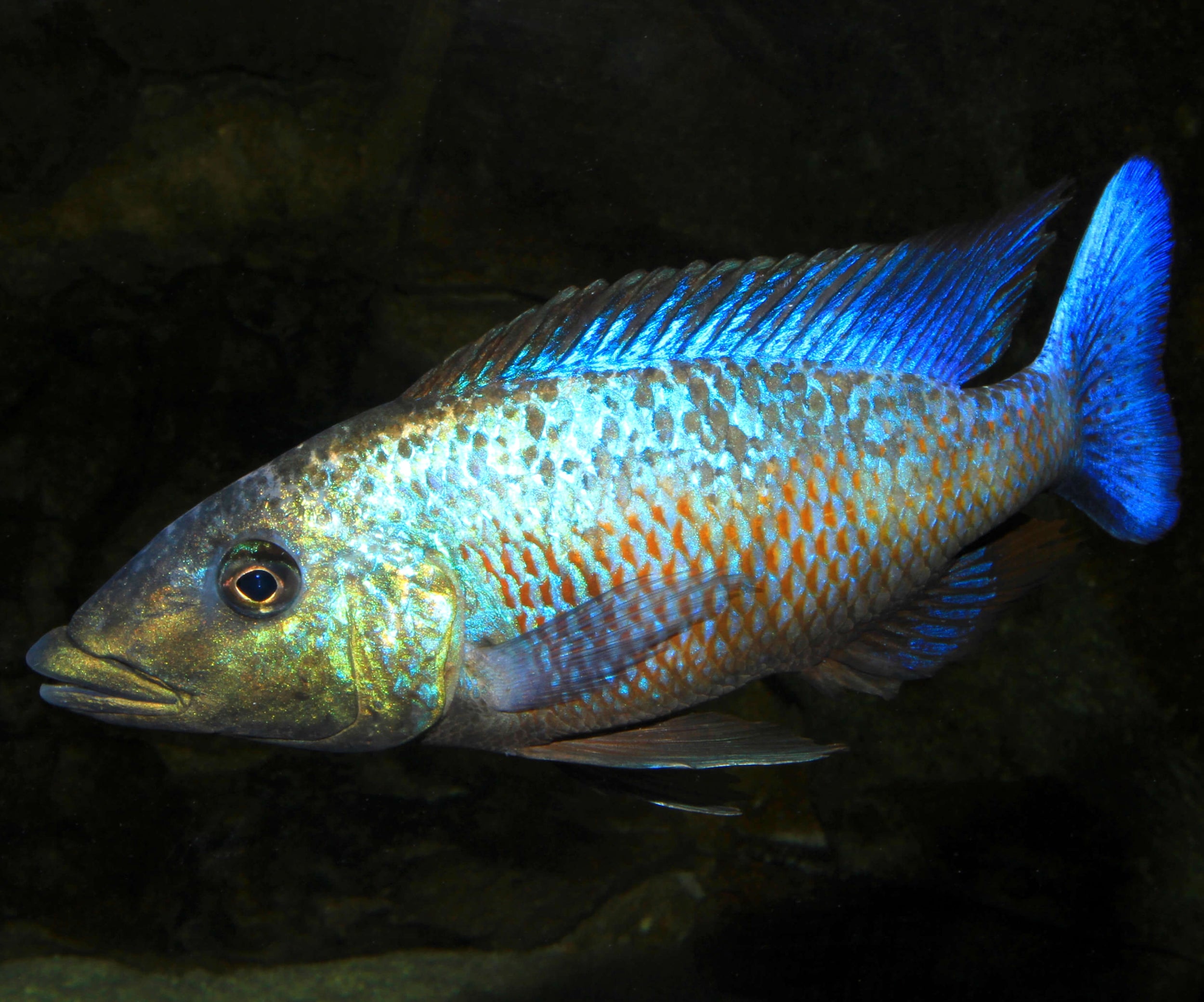 Fossorochromis Rostratus