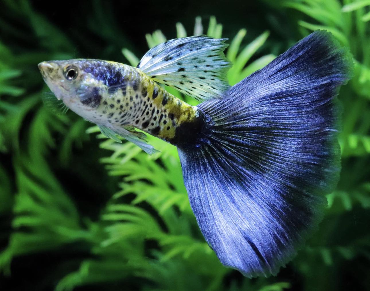 Galaxy Blue Tail Guppy