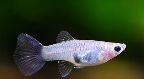 Galaxy Blue Tail Guppy
