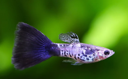 Galaxy Blue Tail Guppy