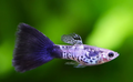 Galaxy Blue Tail Guppy