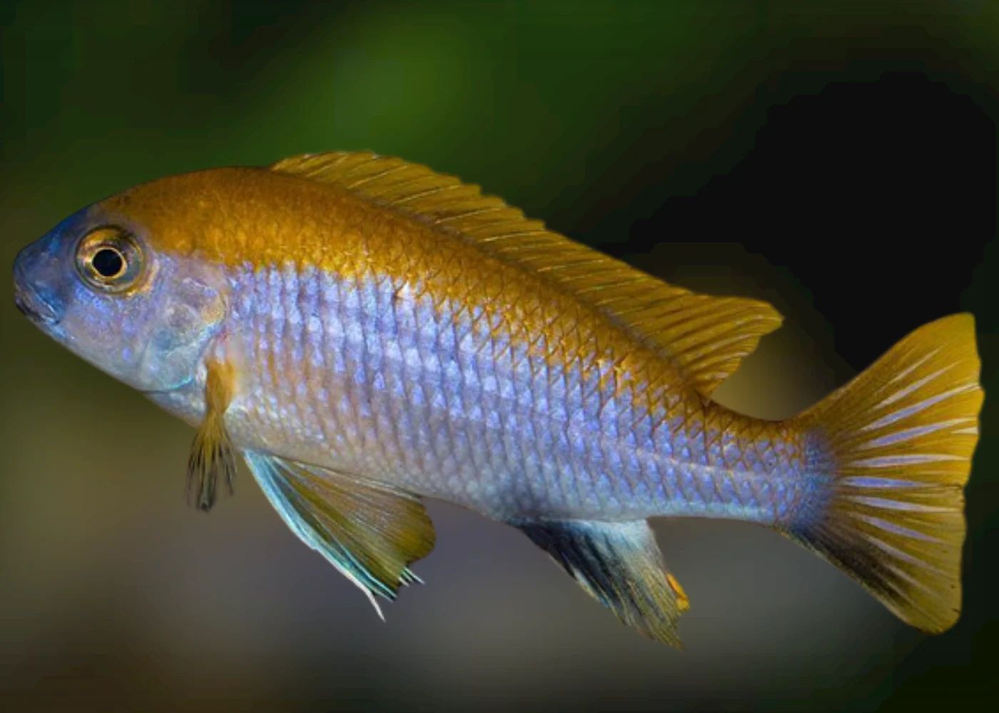 Gephyrochromis Lawsi