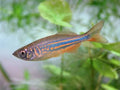 Giant Danios