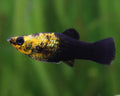 Gold Dust Tuxedo Mollies
