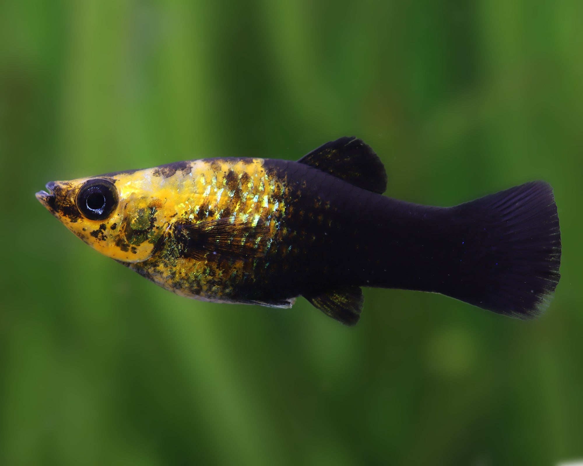 Gold Dust Tuxedo Mollies
