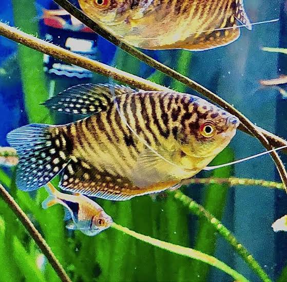 Golden Gourami