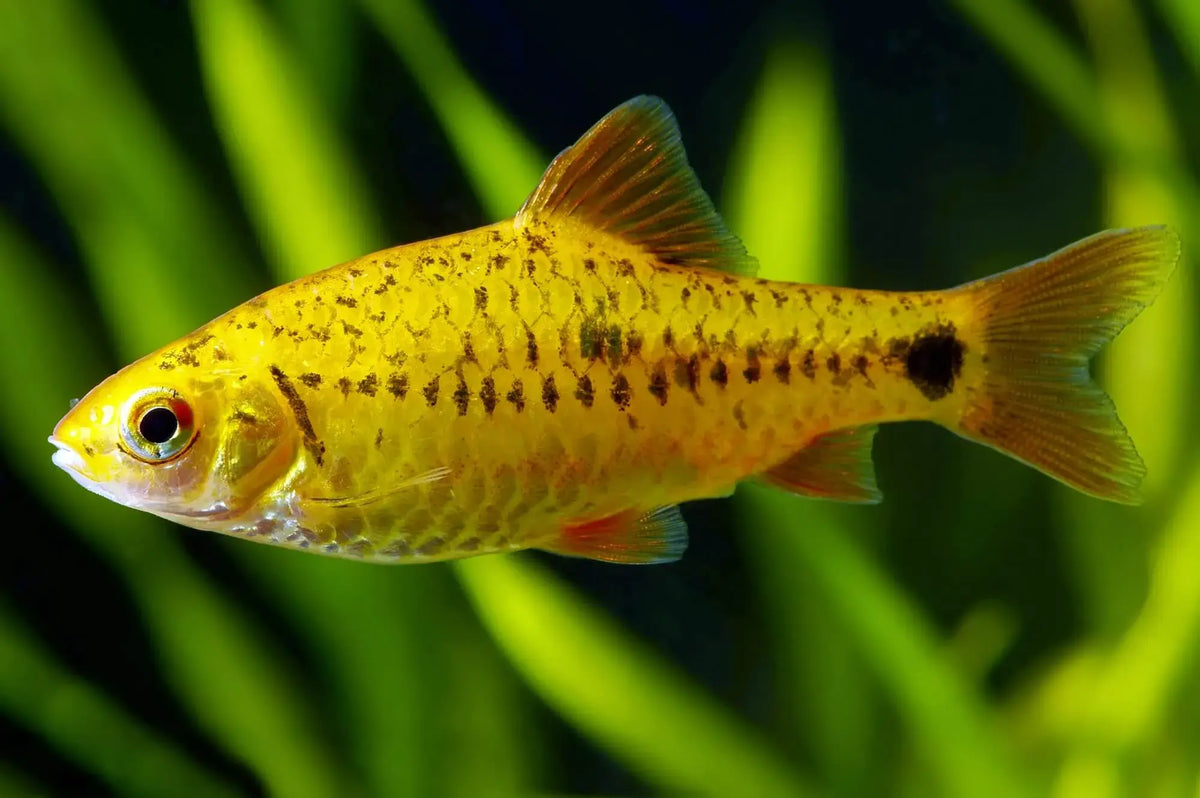 Golden Metalic Barb