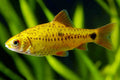 Golden Metallic Barb