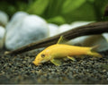 Golden Algae Eater