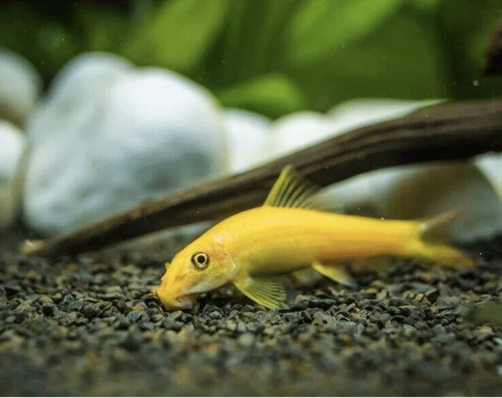 Golden Algae Eater