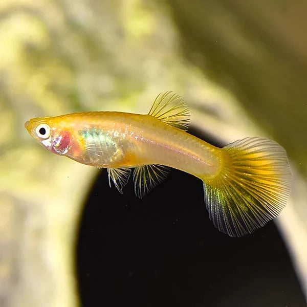 Golden Cobra Guppy FEMALES