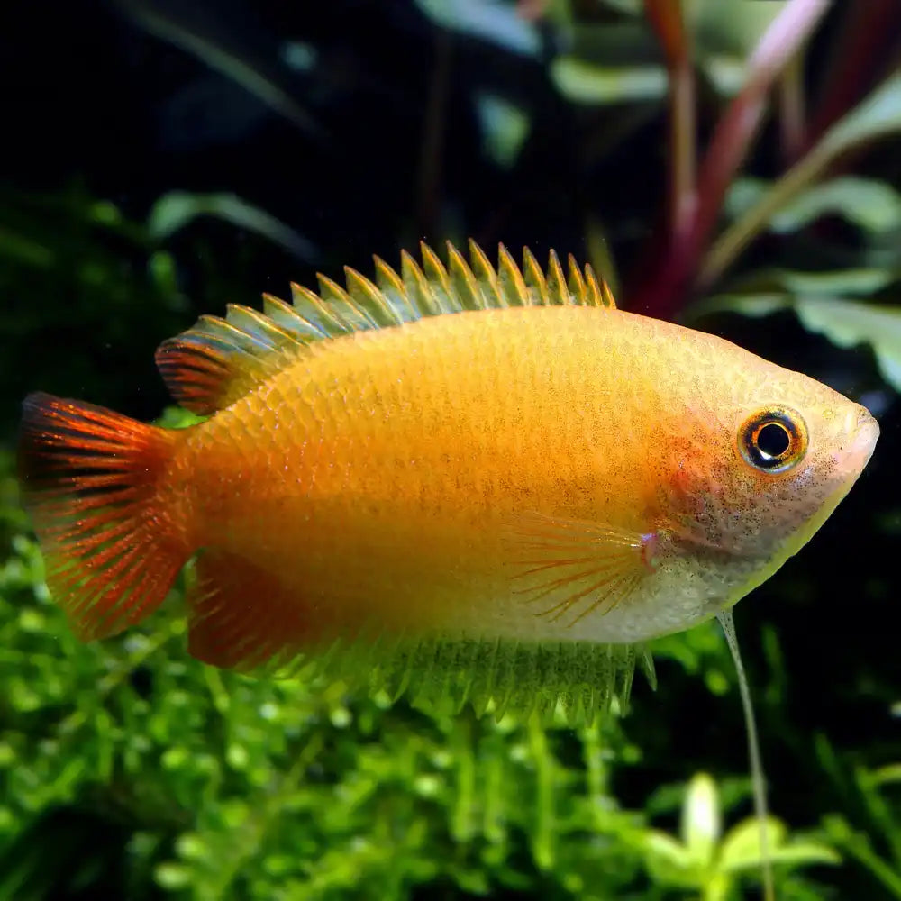 Golden Honey Gourami