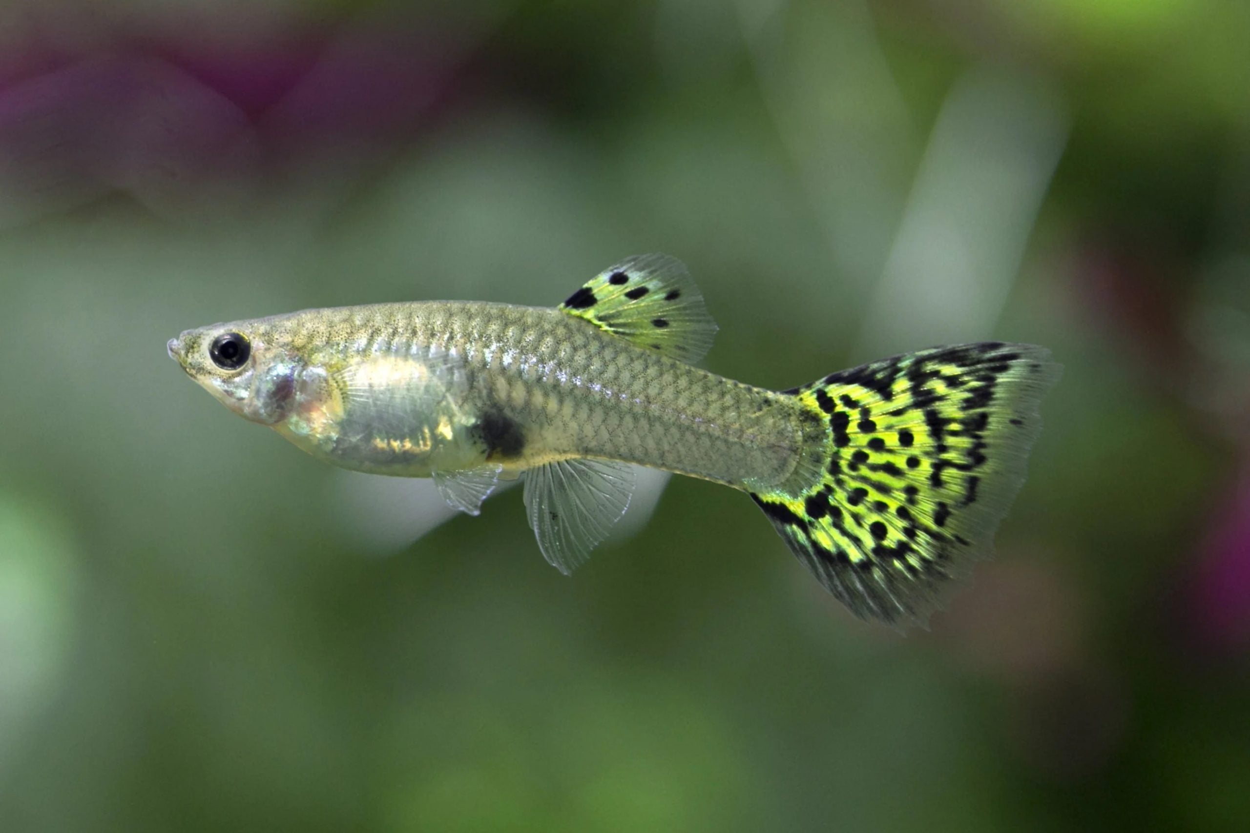 Green Cobra Guppy
