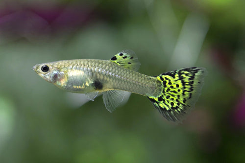 Green Cobra Guppy