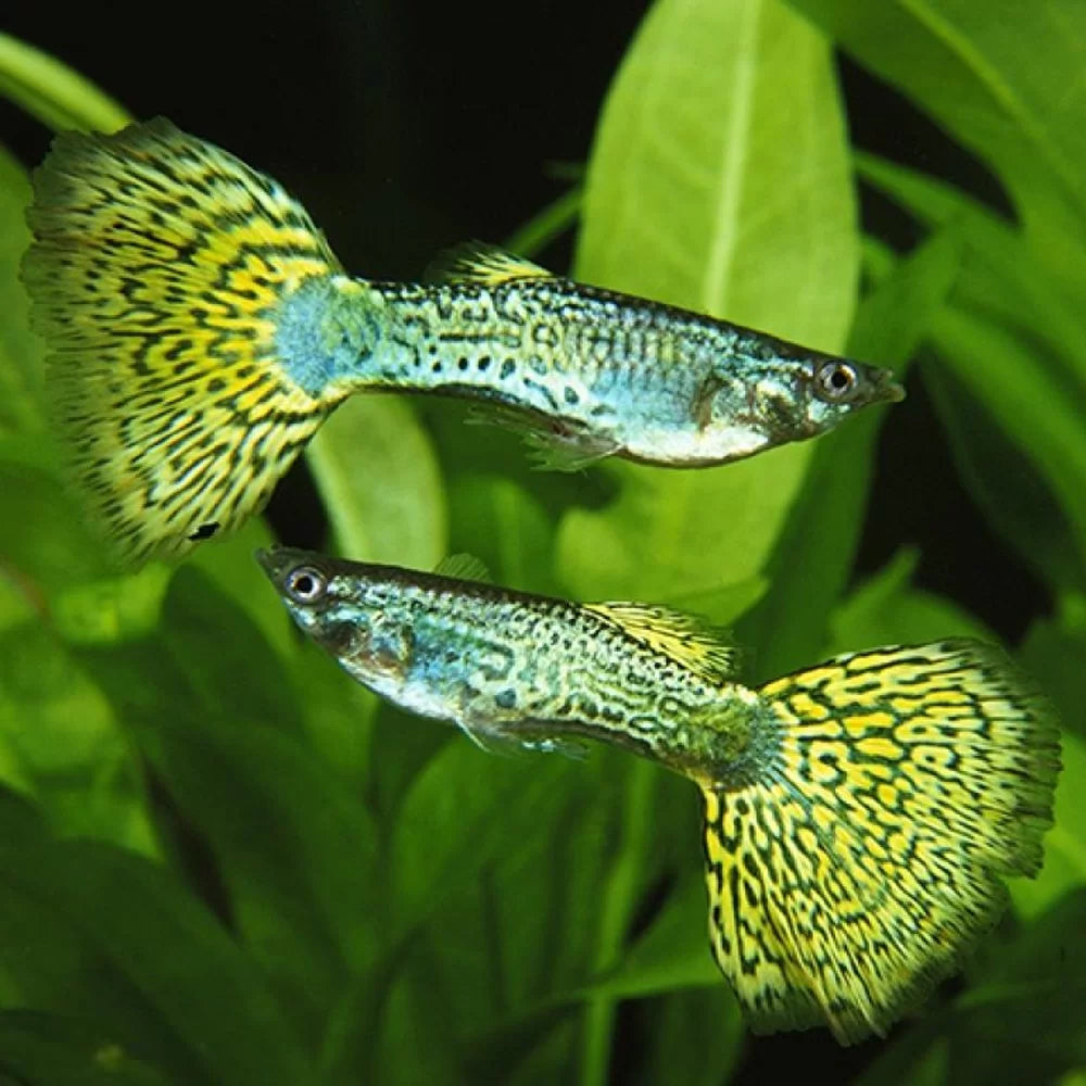 Green Cobra Guppy