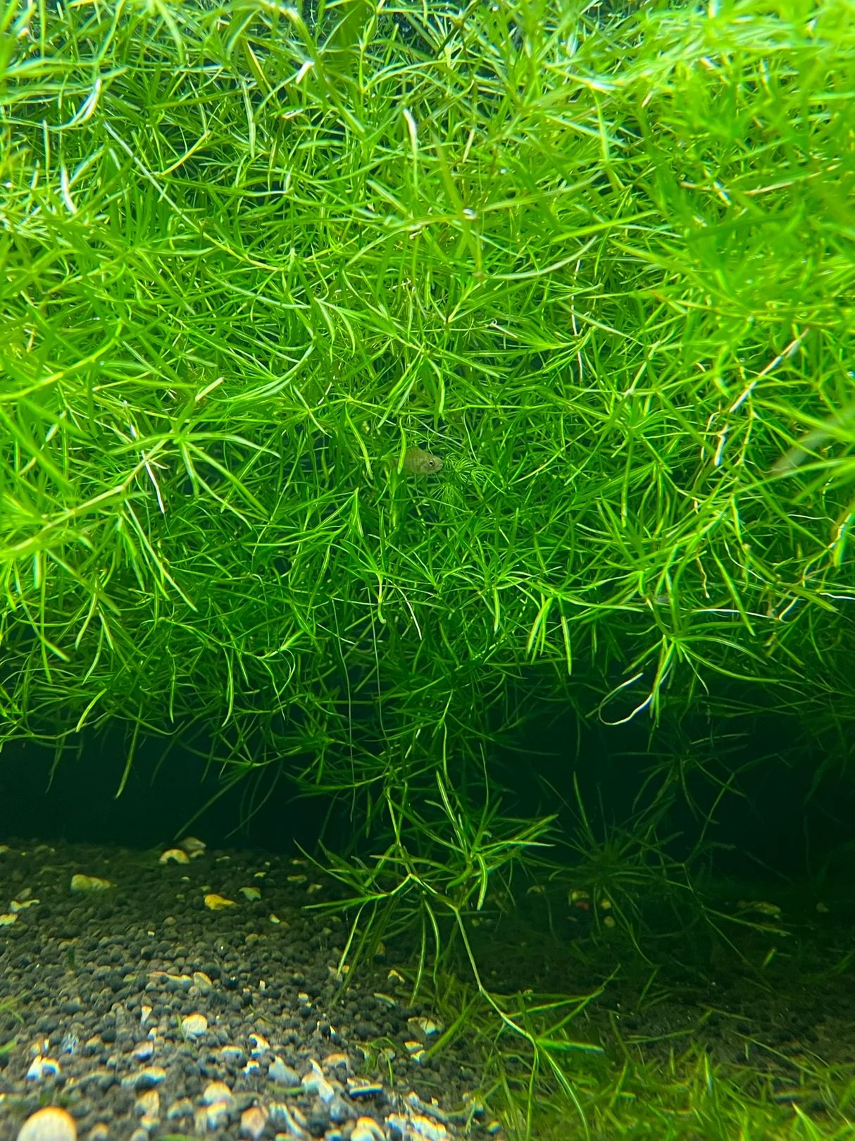 Guppy Grass (10 cm cuttings)
