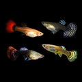 Guppy FEMALES ass