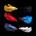 Halfmoon Betta Female