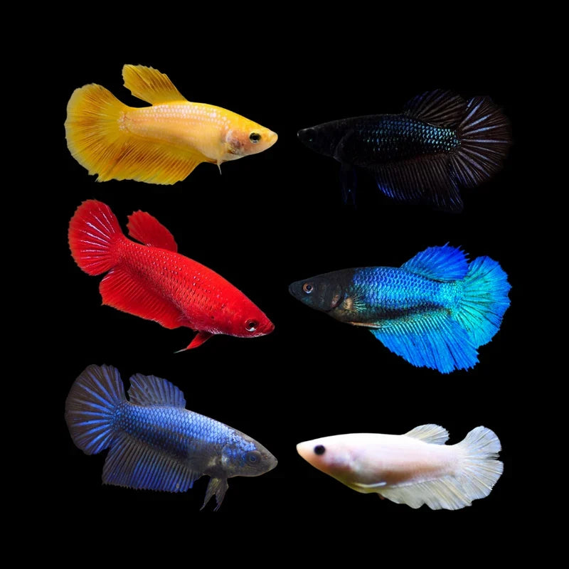 Halfmoon Betta Female