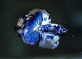 Halfmoon Bettas MALES