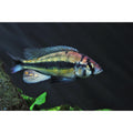 Haplochromis Paropius